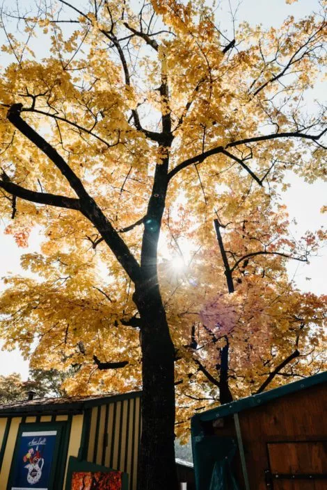 Große Bäume in goldenen Herbstfarben zwischen zwei kleinen Holzhütten